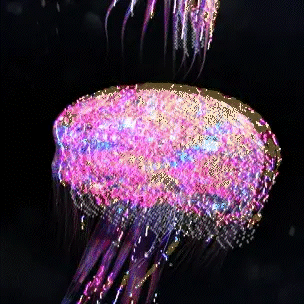 jellyfish jamboree sml